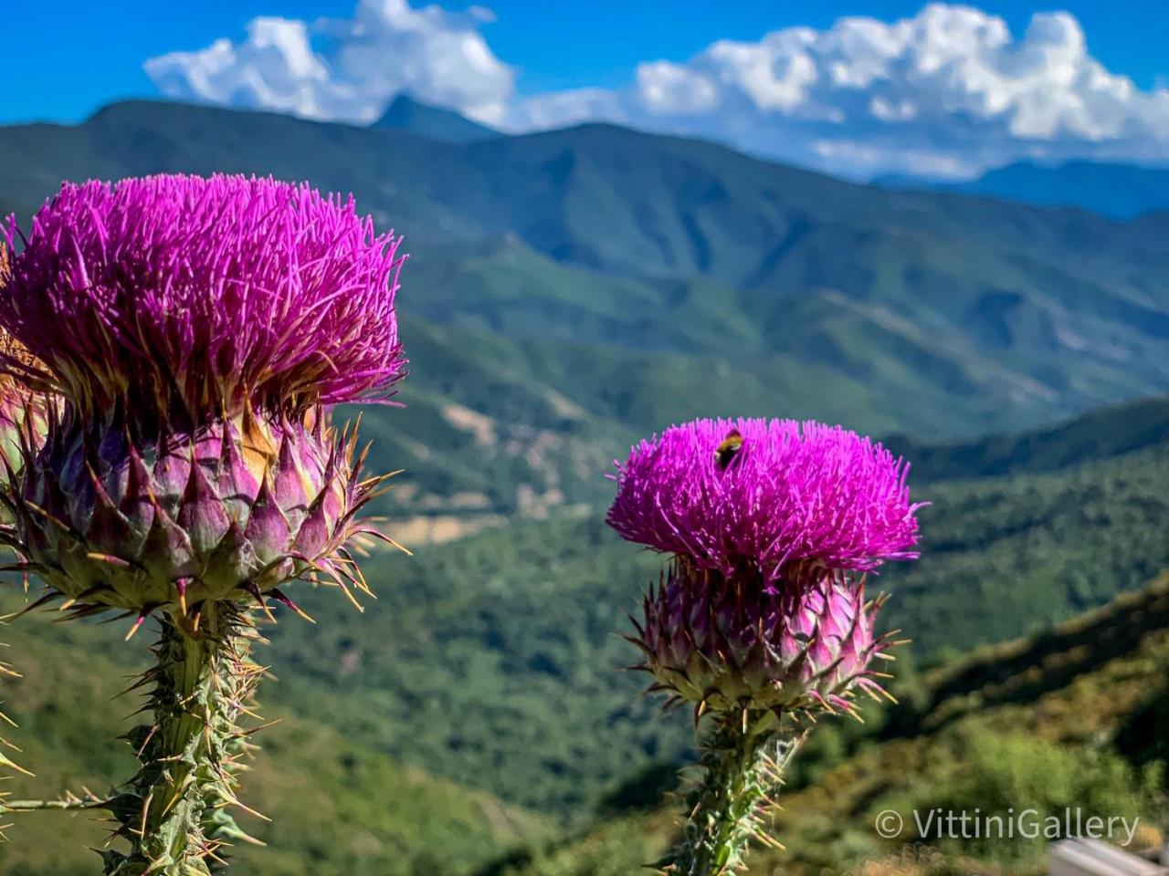 Nuits Magiques Au Village Entre Mer Et Montagnes Bigorno Екстериор снимка